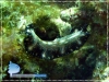 Flatworm