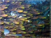 Ikan Kaca