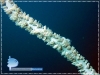 Whip-coral Shrimp