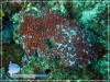 Red dot Coral
