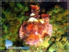 Scorpion fish