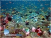 Reef Fish