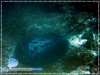 Marble Sting ray