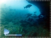 Fish Schooling