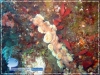 Stick Coral