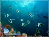 Bannerfish