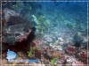 Vittatus Sweetlips
