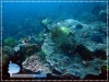 Reefs