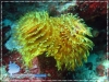 Tubeworm