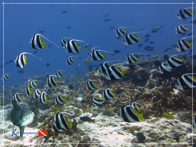 Bannerfish Schooling