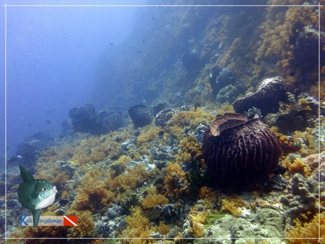 Terumbu karang pulau Batek