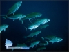 Trevallies