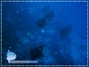 Spotted Eagle Rays