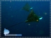 Spotted Eagle Rays
