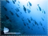 Surgeonfish