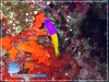 Twocolor