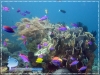 Reefs and Anthias