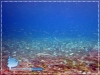 Fish on Seagrass