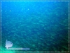 Big Schooling