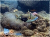 Trigger Fish