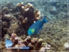 Parrot Fish
