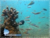 Juveniles