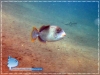 Trigger Fish