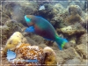 Parrot Fish