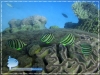 Eight-banded Butterfly Fish