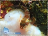 Goby