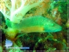 Wrasse