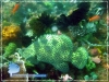 Big Male Mouse Grouper