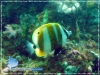 Coradion chrysozonus