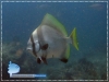 Batavianus Batfish