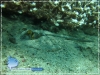 Ribbon-tailed Blue-spotted Ray