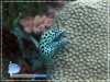 Gymnothorax favagenius