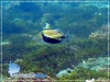 Trigger Fish