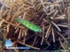 Green-patterned Wrasse