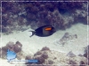 Olive Surgeonfish