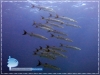 Qenie Barracuda