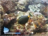 Unicorn Fish