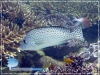Diagramma melanacrum