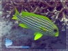 Ribbon Sweetlips