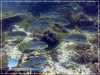 Sweetlips