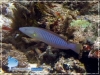 Hologymnosus doliatus