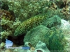 Merra Grouper