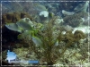 Siganus fuscescens