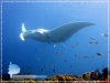 Oceanic Manta Ray