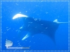 Oceanic Manta Ray