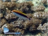 Variola louti